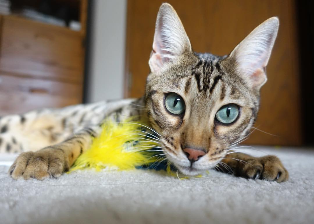 “幕后英雄:车队坚守的坚持与智慧”,车队的岗位职责流程及制度